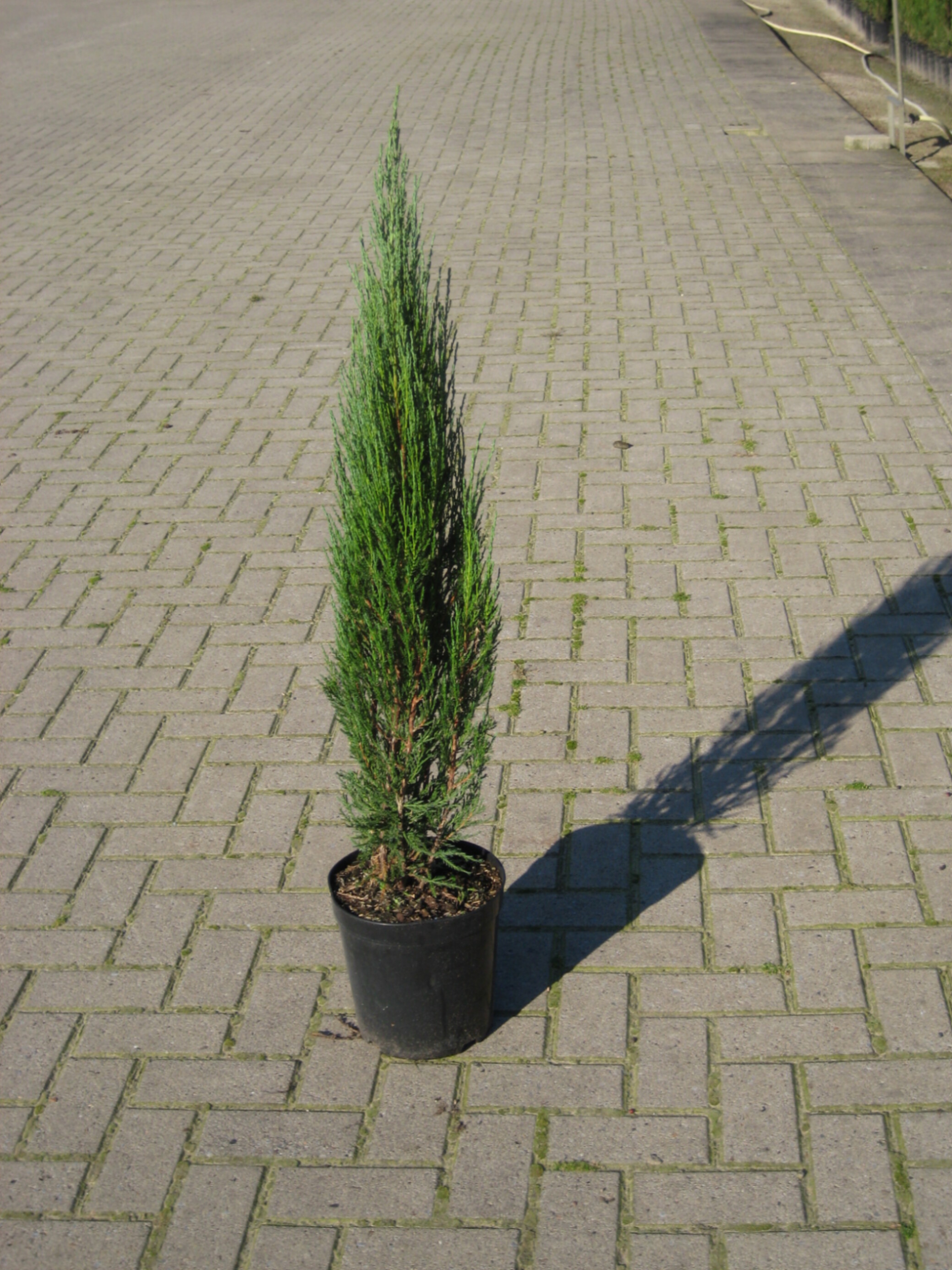 Можжевельник скальный Блю Арроу